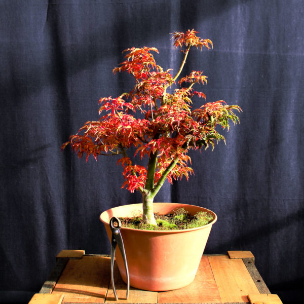 Acer palmatum "Shishigashira" #19 - Imagen 2