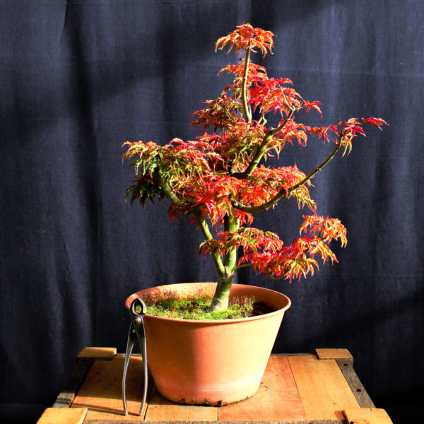 Acer palmatum "Shishigashira" #19 - Imagen 3