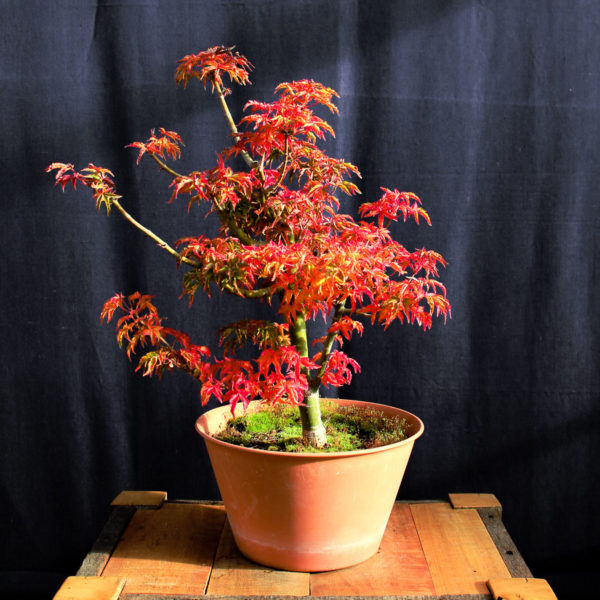 Acer palmatum "Shishigashira" #19 - Imagen 4