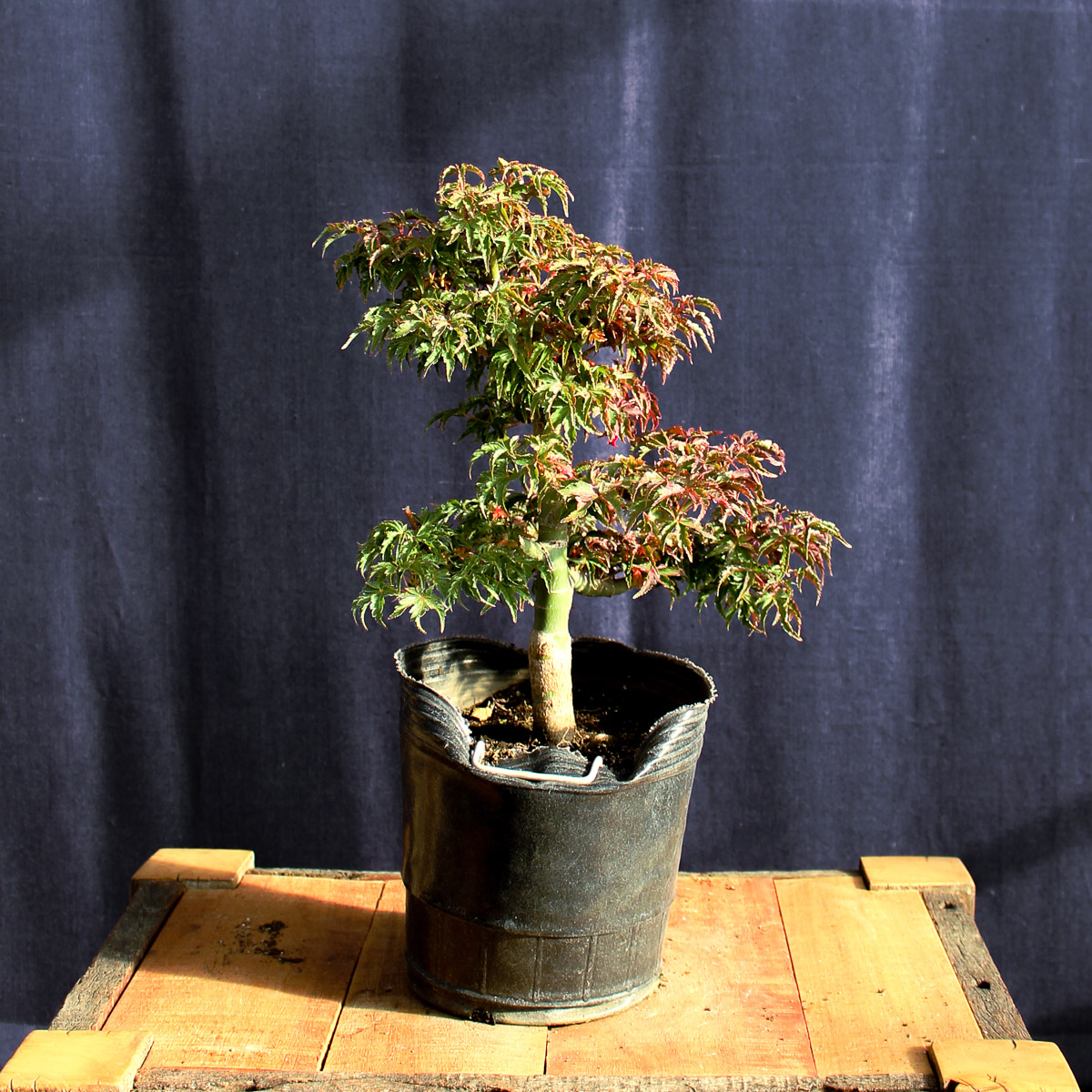 Acer palmatum «Shishigashira» #20 – Kuyen Bonsai