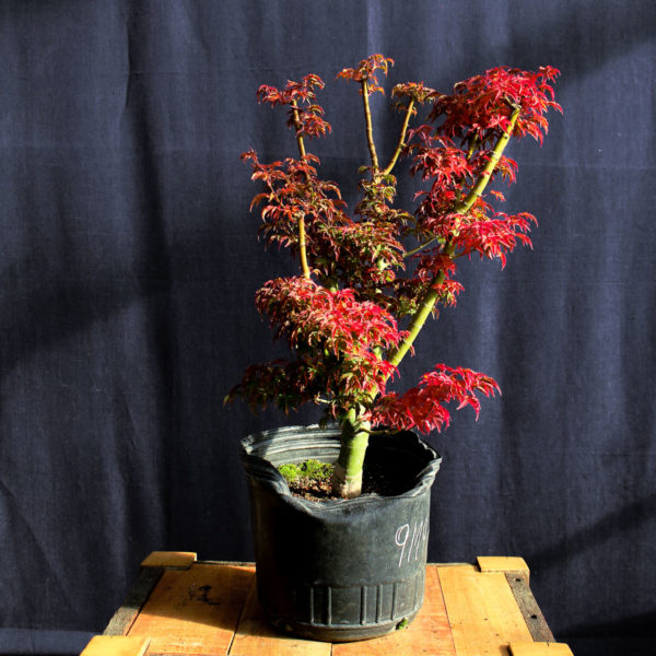 Acer palmatum "Shishigashira" #8
