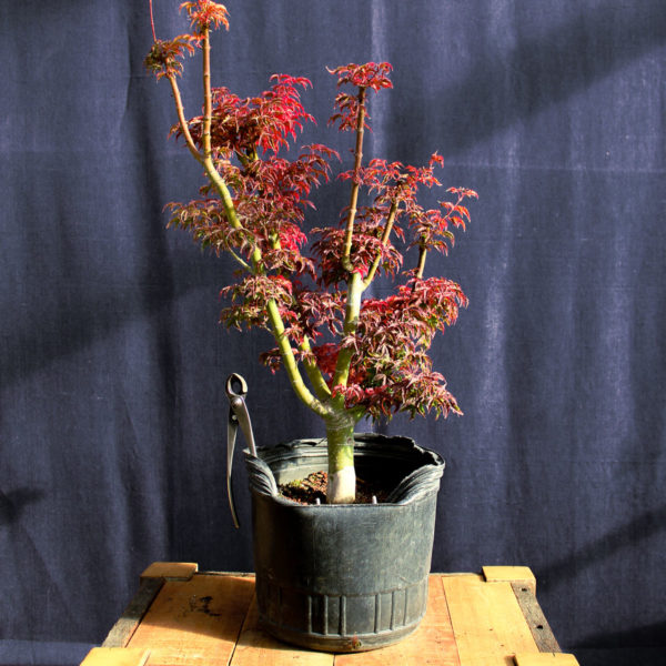 Acer palmatum "Shishigashira" #8 - Imagen 2