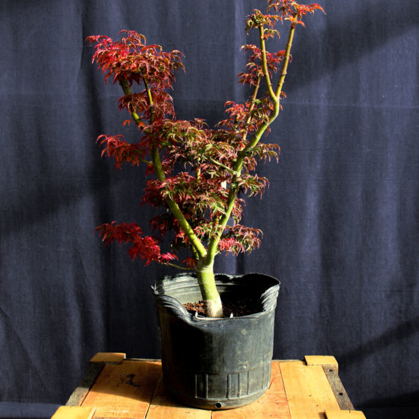 Acer palmatum "Shishigashira" #8 - Imagen 3