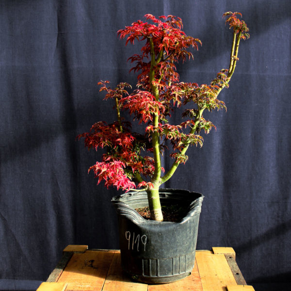 Acer palmatum "Shishigashira" #8 - Imagen 4