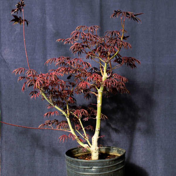 Acer palmatum "Trompenburg" #18