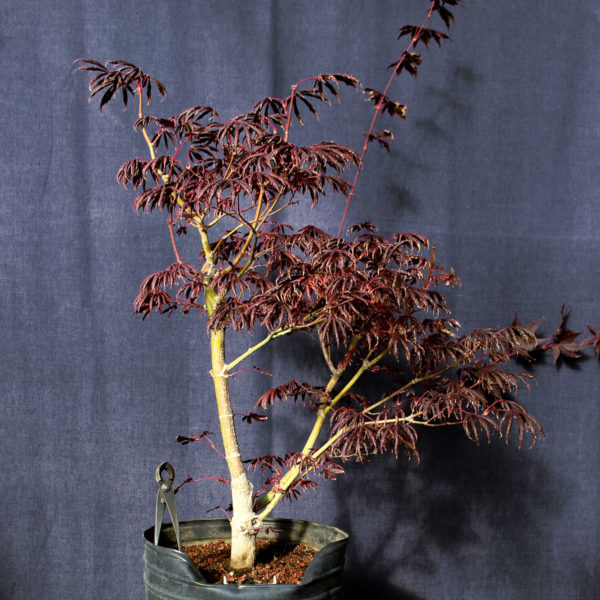 Acer palmatum "Trompenburg" #18 - Imagen 2