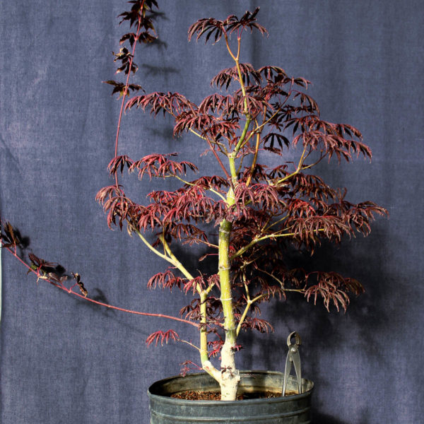 Acer palmatum "Trompenburg" #18 - Imagen 3