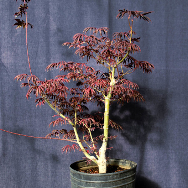 Acer palmatum "Trompenburg" #18 - Imagen 4