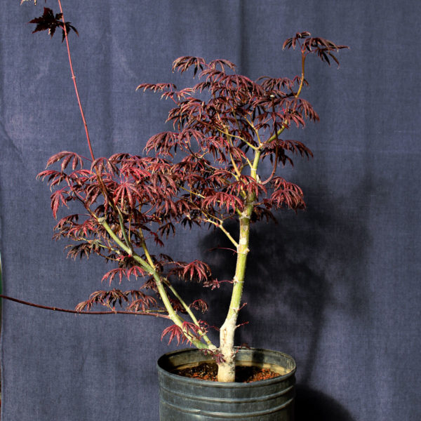 Acer palmatum "Trompenburg" #18 - Imagen 5