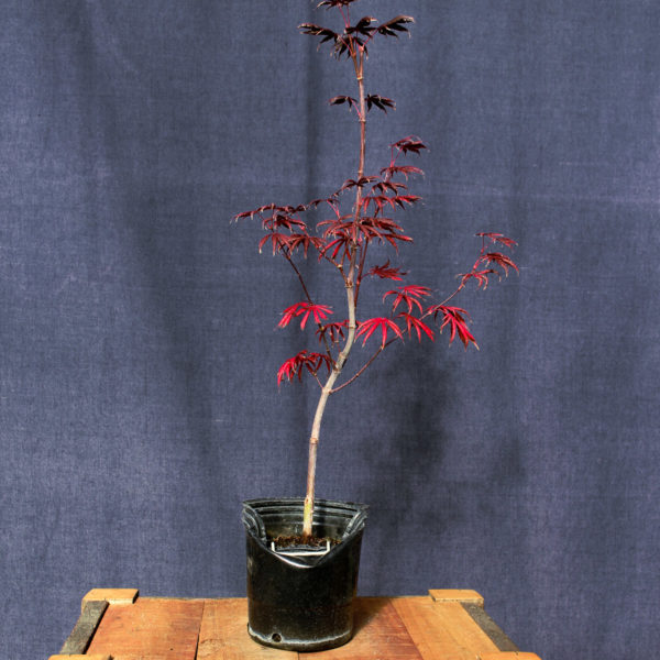 Acer palmatum "Trompenburg" #24 - Imagen 2