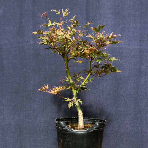 Acer palmatum "Ukigumo" #5 - Imagen 2