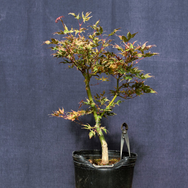 Acer palmatum "Ukigumo" #5 - Imagen 3