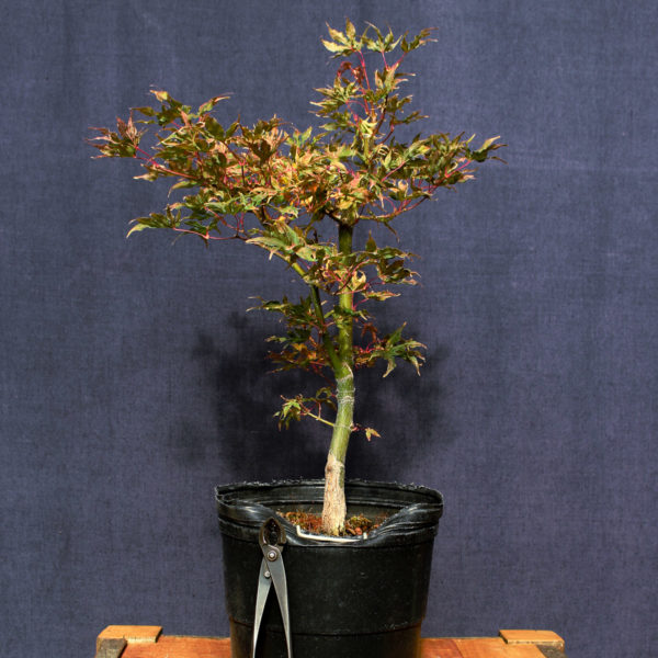 Acer palmatum "Ukigumo" #5 - Imagen 5