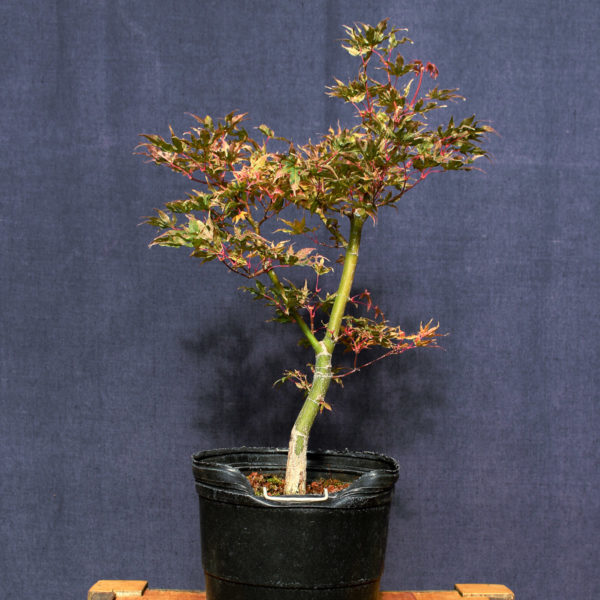 Acer palmatum "Ukigumo" #5 - Imagen 6