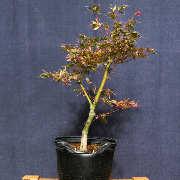 Acer palmatum "Ukigumo" #5 - Imagen 7