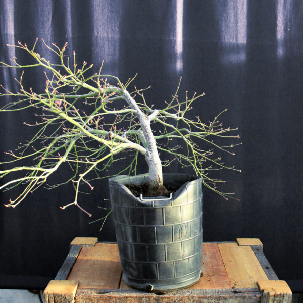 Acer palmatum "Viridis" #3