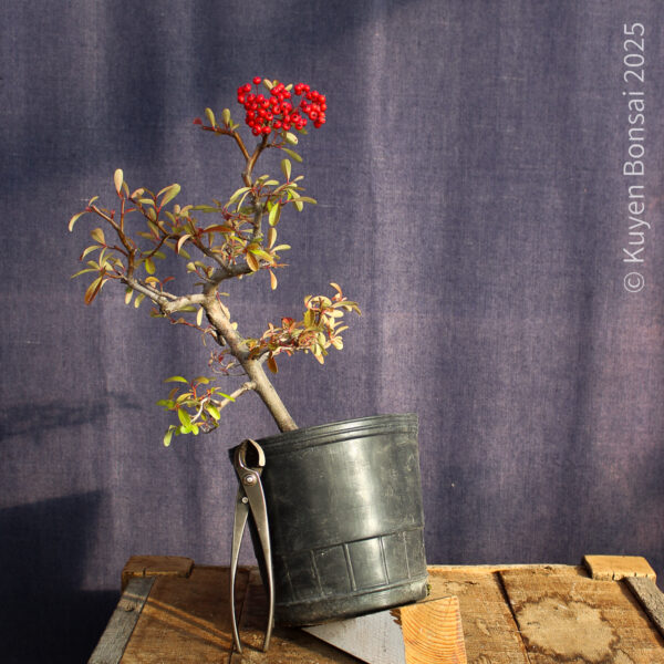 Pyracantha angustifolia #05