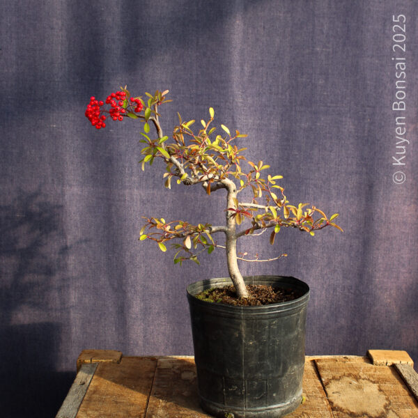 Pyracantha angustifolia #05 - Imagen 6