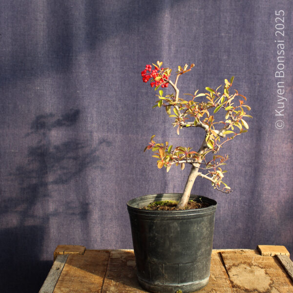 Pyracantha angustifolia #05 - Imagen 2