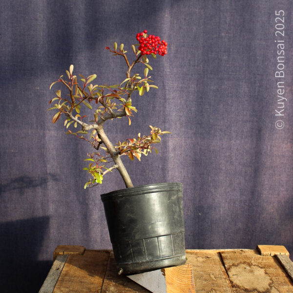 Pyracantha angustifolia #05 - Imagen 4