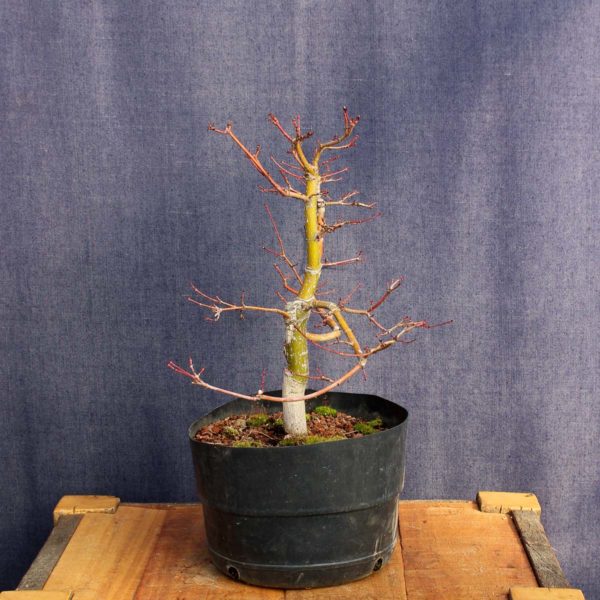 Acer palmatum #05