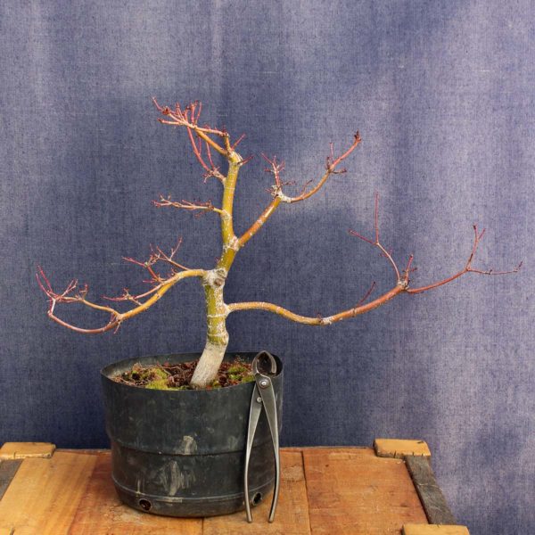 Acer palmatum #05 - Imagen 2