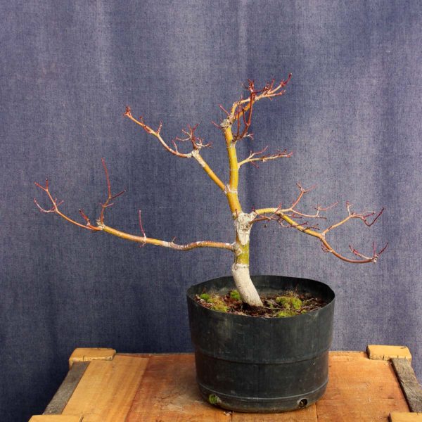 Acer palmatum #05 - Imagen 3
