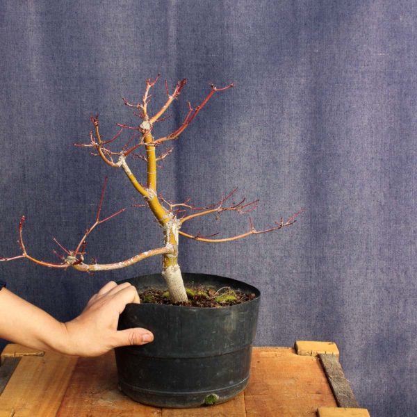 Acer palmatum #05 - Imagen 4
