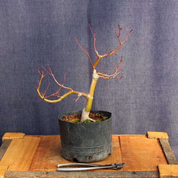 Acer palmatum #06