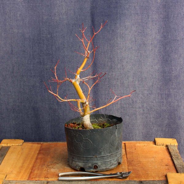 Acer palmatum #06 - Imagen 3
