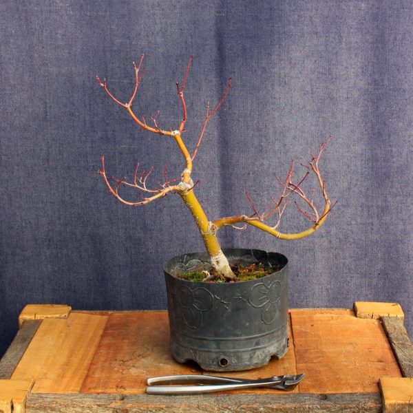 Acer palmatum #06 - Imagen 4