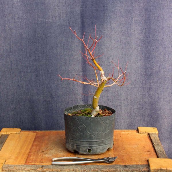 Acer palmatum #06 - Imagen 5
