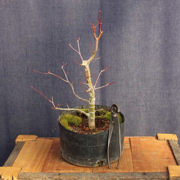 Acer palmatum #07