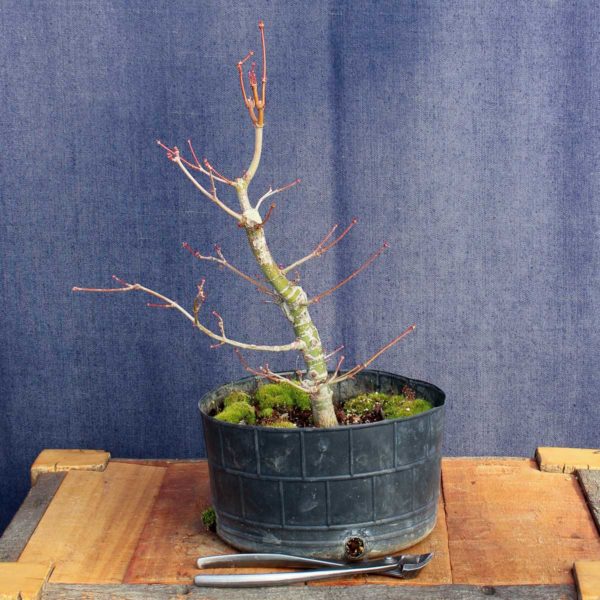 Acer palmatum #07 - Imagen 2
