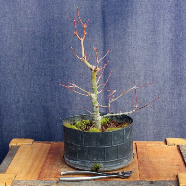 Acer palmatum #07 - Imagen 3