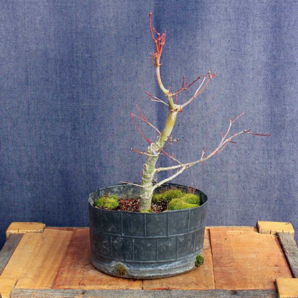 Acer palmatum #07 - Imagen 4