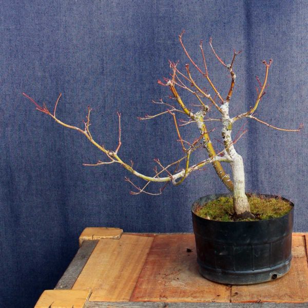 Acer palmatum #08