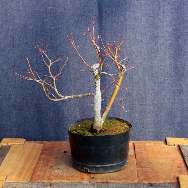 Acer palmatum #08 - Imagen 2