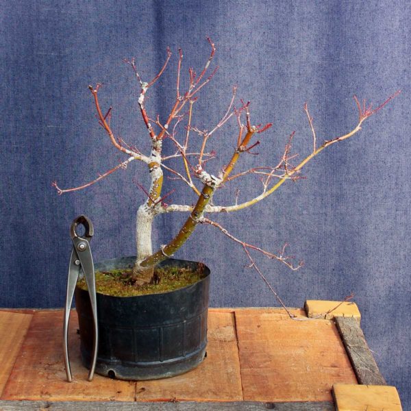 Acer palmatum #08 - Imagen 3
