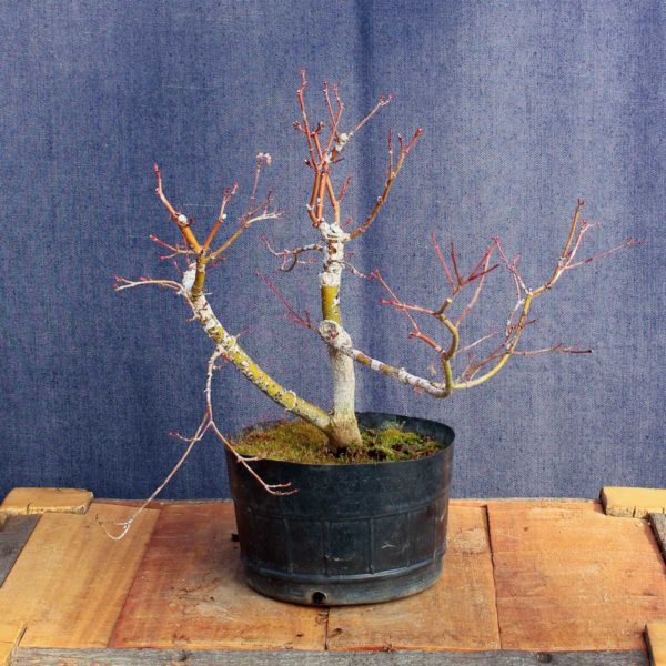 Acer palmatum #08 - Imagen 4