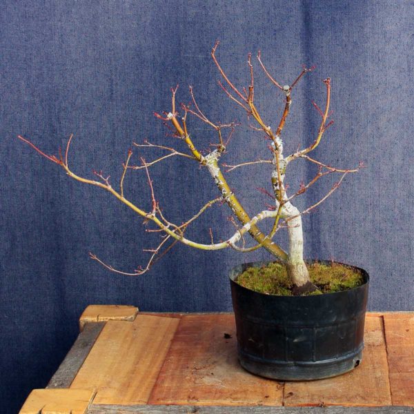 Acer palmatum #08 - Imagen 5