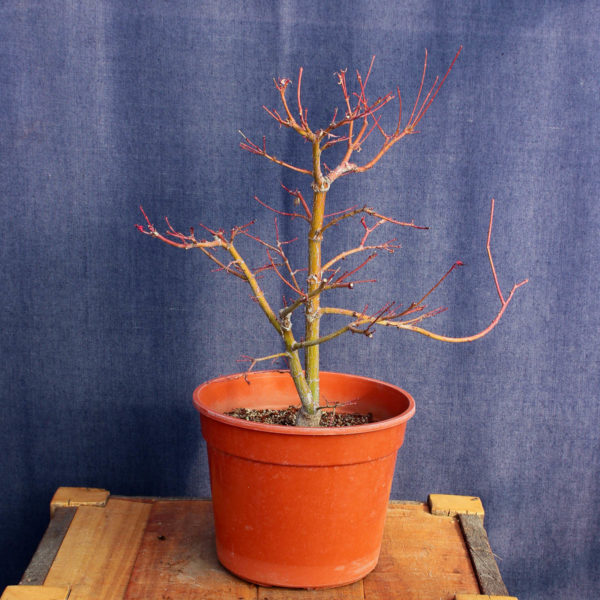 Acer palmatum #11