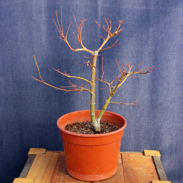 Acer palmatum #11 - Imagen 2