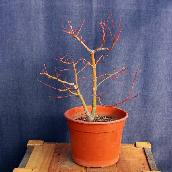 Acer palmatum #11 - Imagen 3