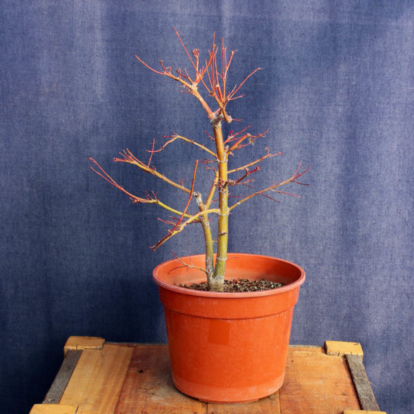 Acer palmatum #11 - Imagen 4