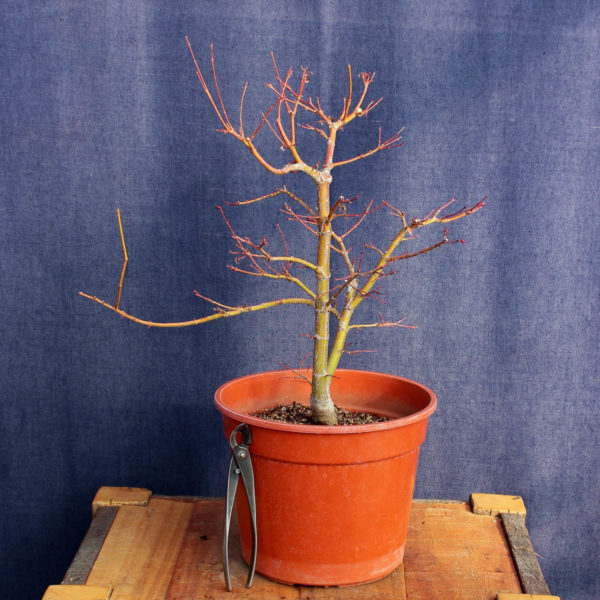 Acer palmatum #11 - Imagen 5