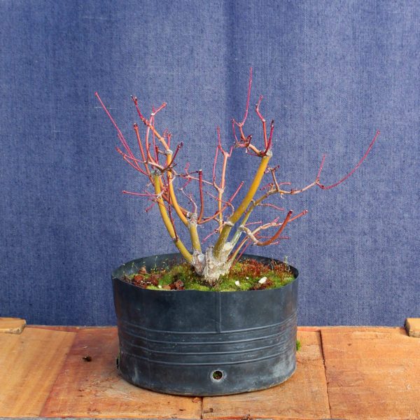 Acer palmatum #12 - Imagen 2