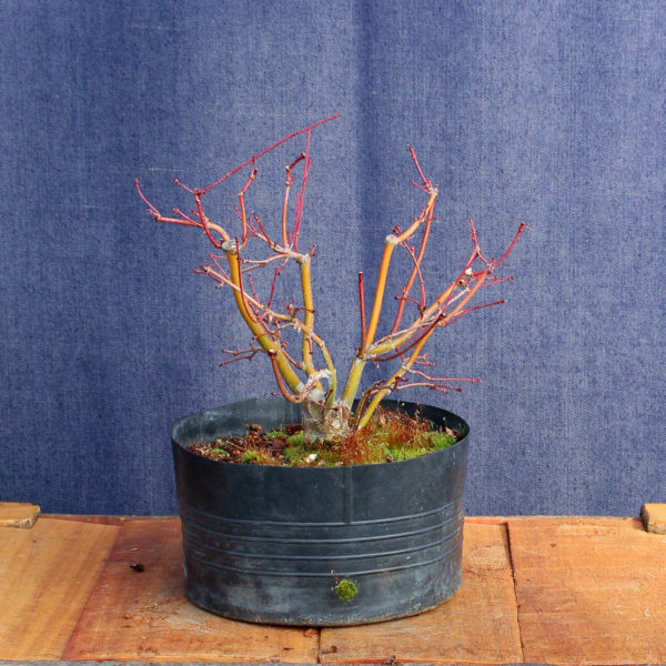 Acer palmatum #12 - Imagen 3