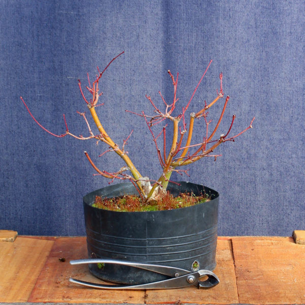 Acer palmatum #12 - Imagen 4