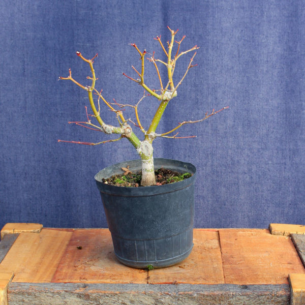 Acer palmatum #13